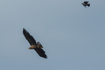 Sea eagle flying in the sky chased by a crow, circling for prey