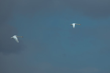 Two white swans flying against a heavy cloudscape