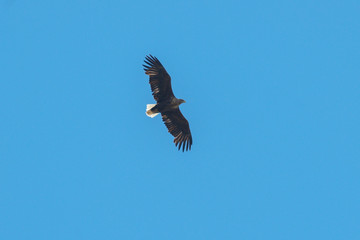 Sea eagle flying in the sky, circling for prey