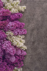 mix white and purple lilac on dark background, spring blooming plant, place for text