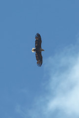 Sea eagle flying in the sky, circling for prey