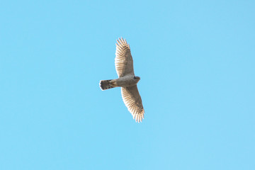 Falcon flying in the sky, circling for prey