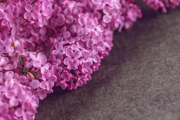 Crédence de cuisine en verre imprimé Lilas photographie de détail de lilas pourpre, macro, plante à floraison printanière