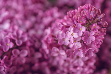 detail photography of purple lilac, macro, spring blooming plant