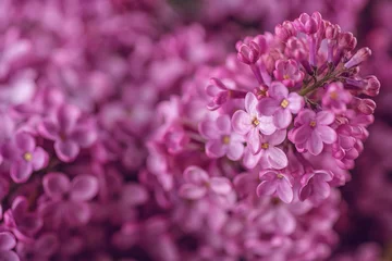 Garden poster Lilac detail photography of purple lilac, macro, spring blooming plant