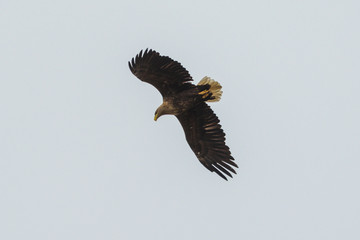 Sea eagle flying in the sky, circling for prey
