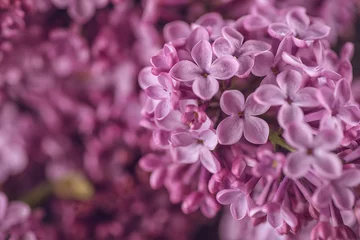 Photo sur Plexiglas Lilas photographie détaillée de lilas violet, macro, plante à fleurs printanières