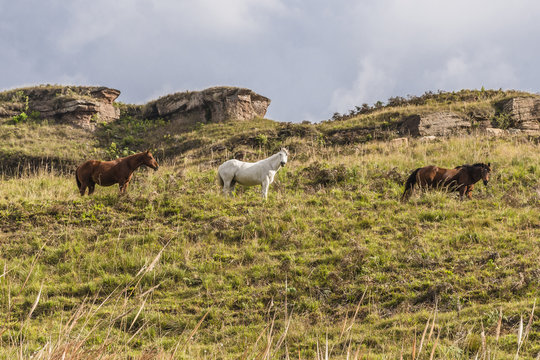 cavalo no ambiente