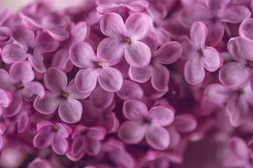 Zelfklevend Fotobehang Sering detailfotografie van paars lila, macro, lente bloeiende plant