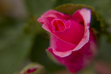Close up shot of a Red rose