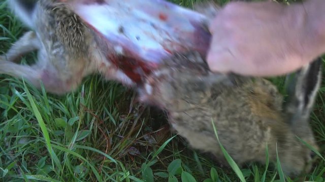 Hunter skinning wild hare on green grass. Hunting scene.