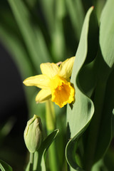 żółty żonkil wśród tulipanów