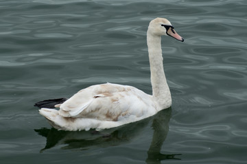 Young Swan (Side View)