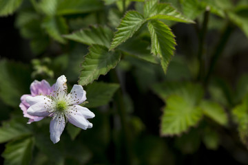 Raspberries