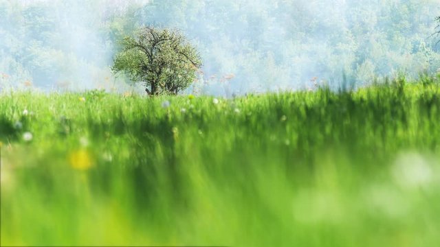 Lonely blooming apple tree on a green meadow, against a background of blue fog or smoke, In the foreground the green grass is out of focus