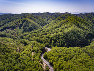 Winding road in the forest