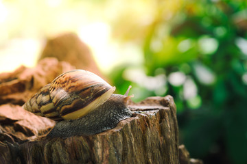 African African Giant Snail Crawling on Stumps in the Garden After Raining