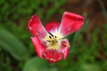Fototapeta na wymiar old tulip after rain