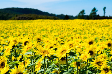 ひまわり畑 / 夏の北海道のイメージ