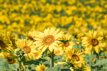 ひまわり畑 / 夏の北海道のイメージ
