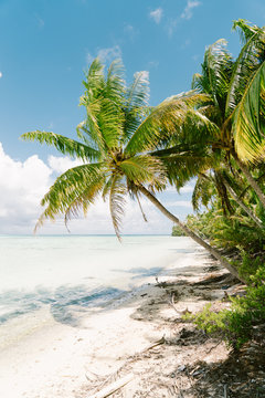 Sandy beach, sea and palm trees in sunshine, Tahiti, South Pacific