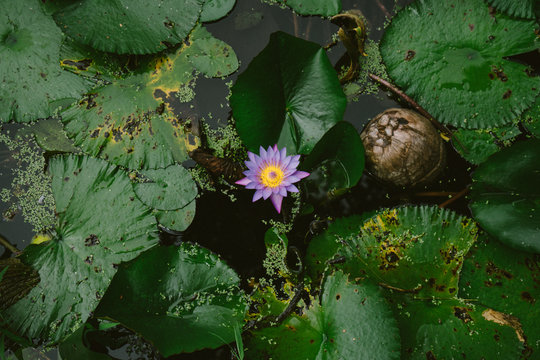 Purple water lily flower and leaves floating on water