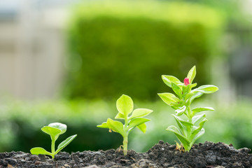 Group of growing trees on soil - growth concept.