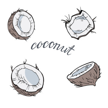 Set of color coconut pieces on white background. Hand drawn ink sketch. Hand lettering. Vector illustration.
