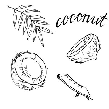 Set of coconut pieces on white background. Hand drawn ink sketch. Hand lettering. Vector illustration.