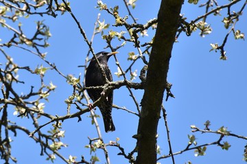 Starling on apple branches