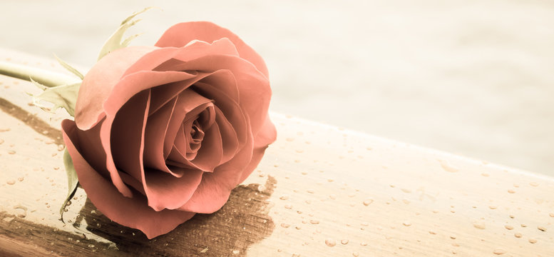 Romantic red Rose. Vintage filter effect.