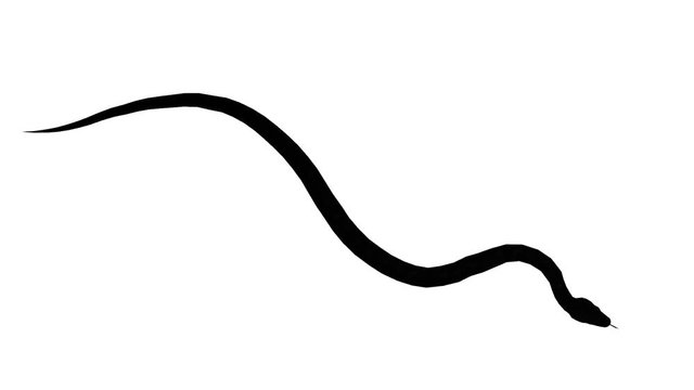 Snake & jungle carpet python crawling swimming,sliding decorative non venomous,wild animal herpetology sketch silhouette background.