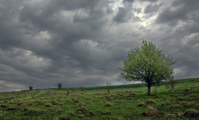 Lone apple tree on a background of dark storm clouds