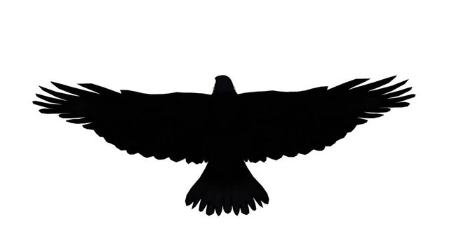 Eagle inciting wings flying gliding,haliaeetus leucocephalus bird animal sketch silhouette.american freedom symbol.