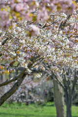 サクラ / 日本の春の風景