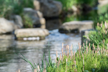 河原のつくし / 北海道