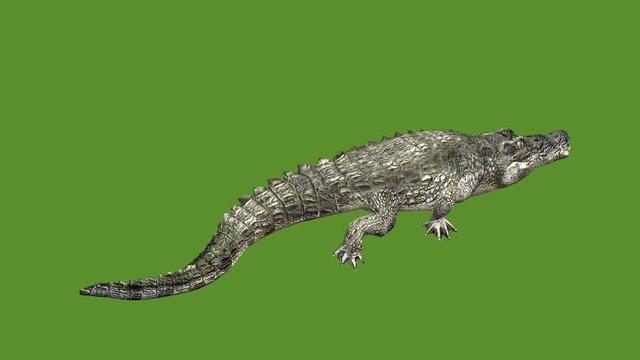 Crocodile open mouth attack hunting wallow,Dangerous animals turn over rolling.
