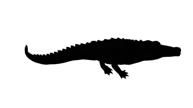 Crocodile swaying body climb crawling,Dangerous animals sketch silhouette.