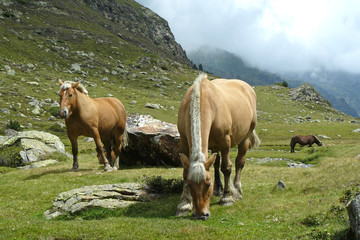 Caballos salvajes pastando