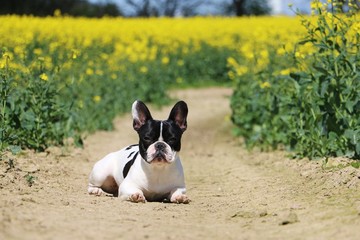 französische bulldogge liegt im rapsfeld