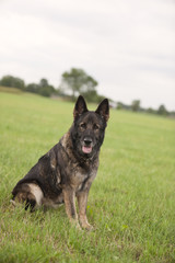 German Shepherd sitting