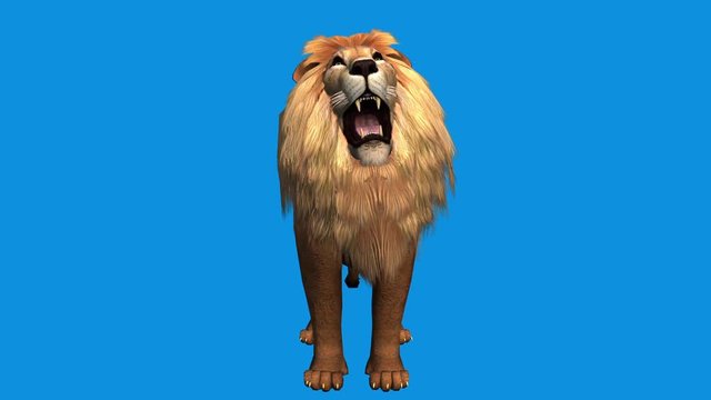 Lion howl trumpet,Endangered wild animal wildlife.