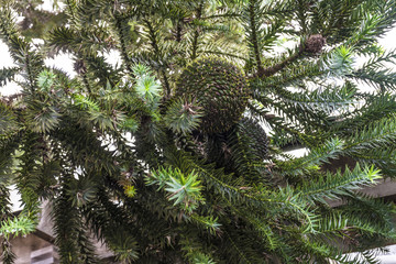 paisagem de outono inverno