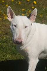 Bullterrier