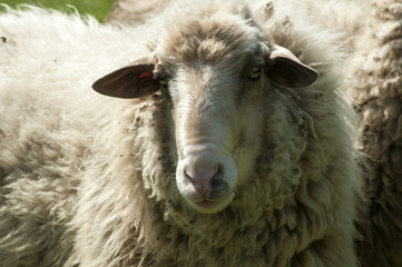 Shaggy sheep closeup on green grass meadow background