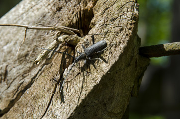 A close-up view of a black beetle with long rodents climbing a wooden stump on a sunny day