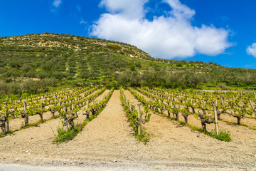 Fototapeta na wymiar Grapevines in spring time hill and blue sky in background, Crete