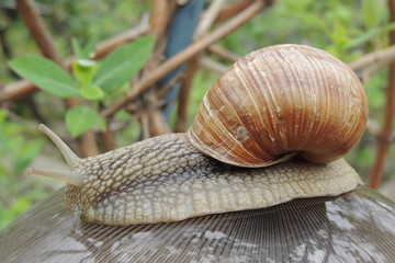 большая улитка в саду на фоне зеленых листьев
