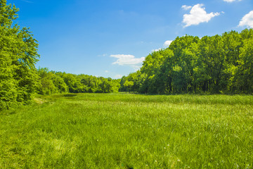 Sunny meadow in the forest in spring