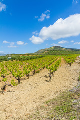Fototapeta na wymiar Grapevines in spring time, hill, olive trees and blue sky in bac